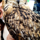 Illustration for article titled Who Thinks Japans Owl Cafes Are a Hoot?